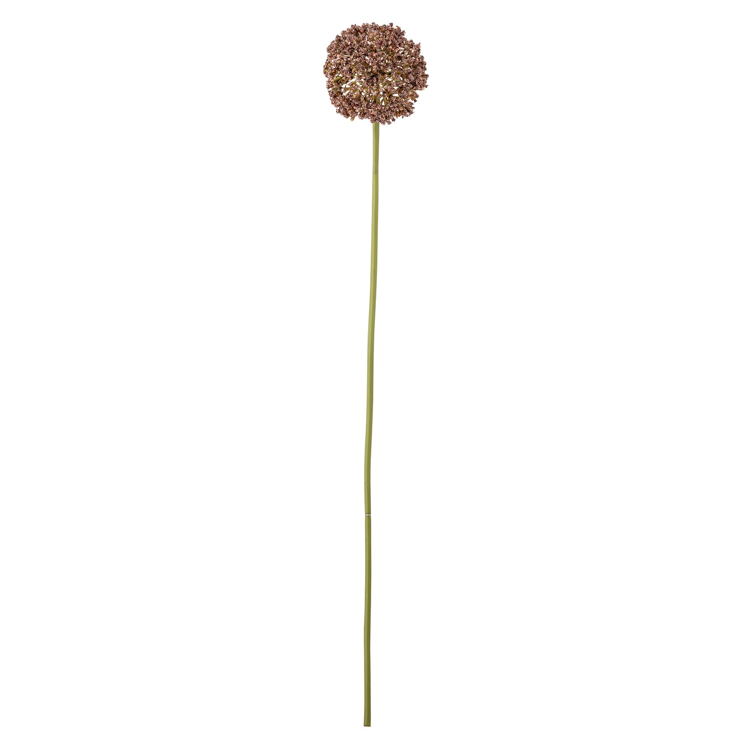 Allium Purple Stem