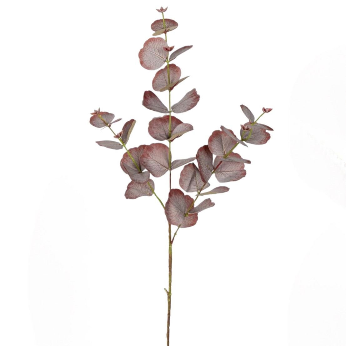 Eucalyptus Purple Stem