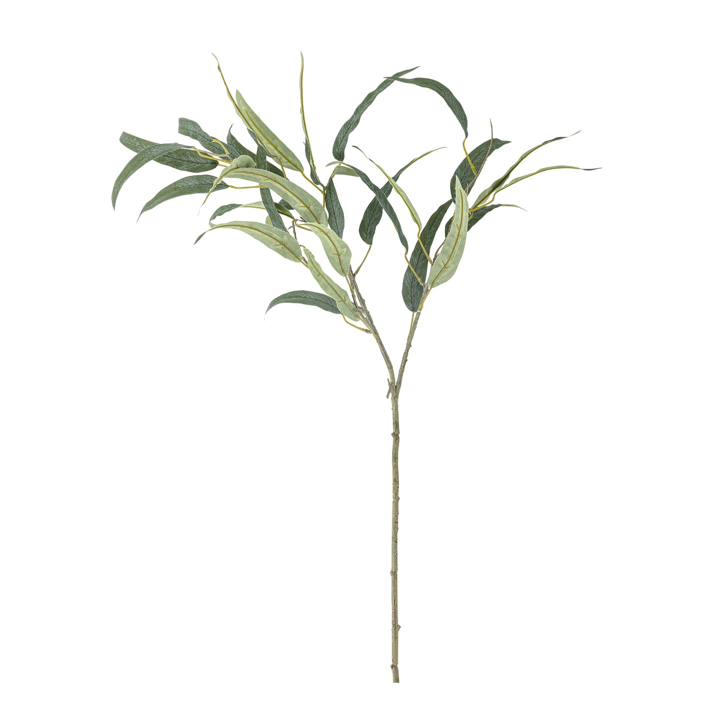 green olive branch